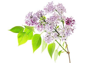 《霍格沃茨之遗》和最新版本Denuvo已经被破解